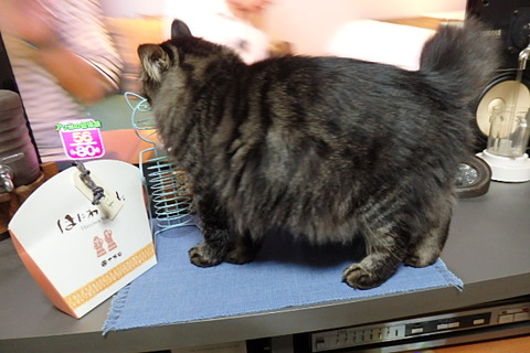 猫立ち上がる! 猫立ち上がる!