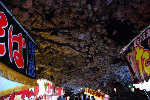 夜桜ｱﾝｼﾞｭ鶴岡公園