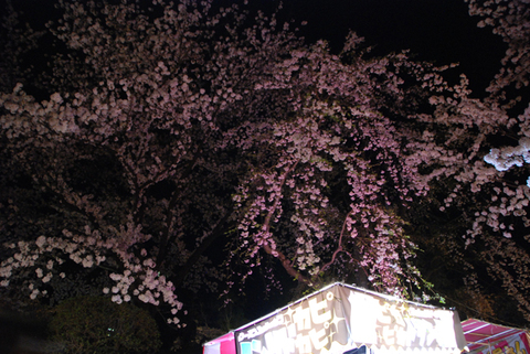 夜桜ｱﾝｼﾞｭ鶴岡公園