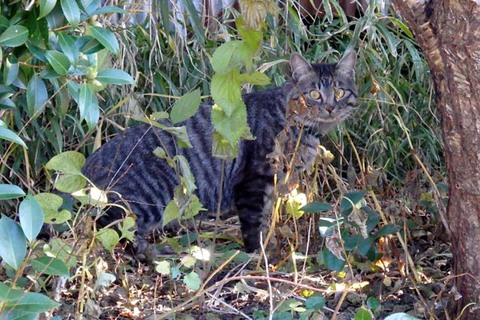 猫イルミネーション鶴岡 猫イルミネーション鶴岡