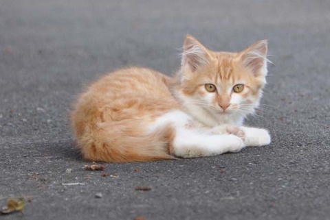 鶴岡にゃんこ後半 鶴岡にゃんこ後半