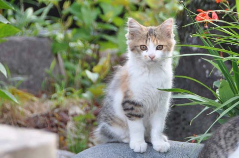 鶴岡にゃんこ後半 鶴岡にゃんこ後半
