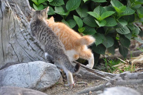 鶴岡にゃんこ後半 鶴岡にゃんこ後半