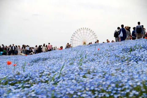 ひたち海浜公園其の17