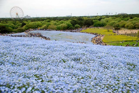 ひたち海浜公園其の17