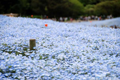 ひたち海浜公園其の17