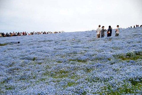 ひたち海浜公園其の19