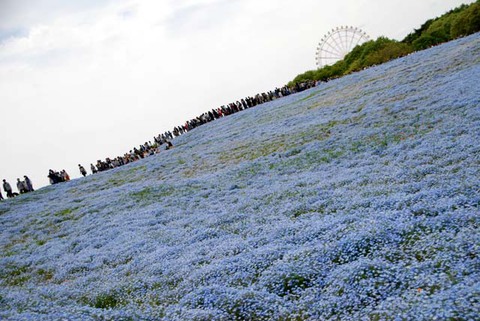 ひたち海浜公園其の19