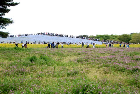 ひたち海浜公園其の20 ひたち海浜公園其の20