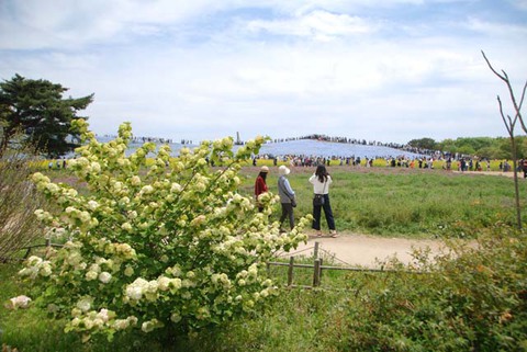 ひたち海浜公園其の20 ひたち海浜公園其の20