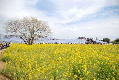 ひたち海浜公園其の20 ひたち海浜公園其の20