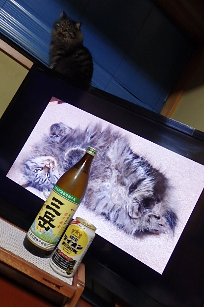 ｱﾝｼﾞｭｷｬｯﾄﾃｰﾌﾞﾙ