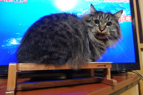 ｱﾝｼﾞｭｷｬｯﾄﾃｰﾌﾞﾙ