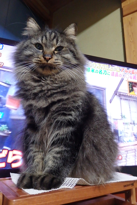 ｱﾝｼﾞｭｷｬｯﾄﾃｰﾌﾞﾙ