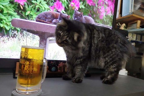 ダッシュビールアンジュ ダッシュビールアンジュ