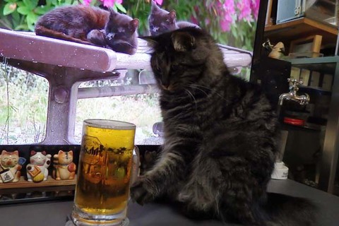 ダッシュビールアンジュ ダッシュビールアンジュ
