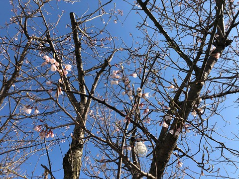 温海川河畔の桜 4月3日開花！！