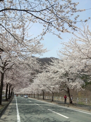 桜のトンネル ╰(*´︶`*)╯♡