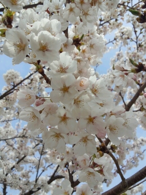桜のトンネル ╰(*´︶`*)╯♡