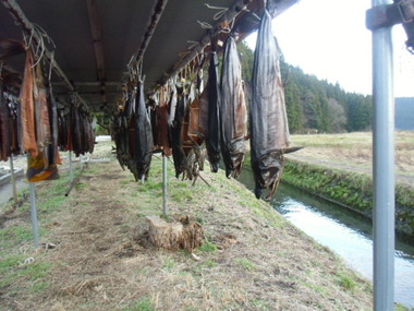 鮭がいっぱい牛渡川、箕輪（みのわ）鮭人工ふ化場、遊佐町
