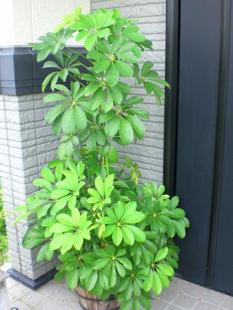 ・・・今日も一日ほにゃらら・・・