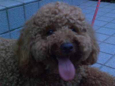 ・・・まるで別人?ならぬ別犬?・・・
