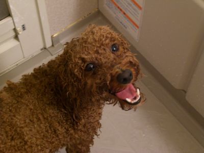 ・・・まるで別人?ならぬ別犬?・・・
