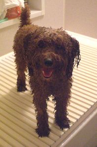 ・・・まるで別人?ならぬ別犬?・・・