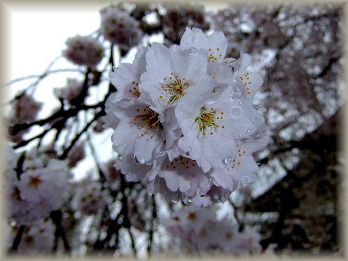 ☆雨桜☆