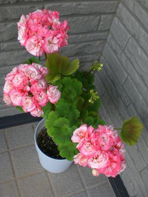 ・・・紅一点・・・
