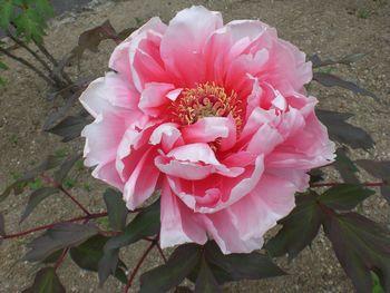 清楚と豪華・・・入園無料はうれしい♪