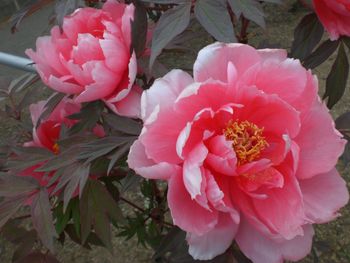 清楚と豪華・・・入園無料はうれしい♪