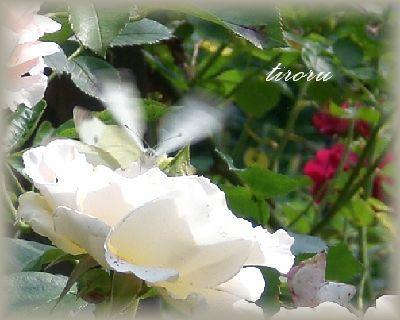 甘~い誘惑♪