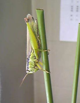 ・・・今日の みっけ・・・