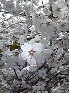 ★お花見スポット<3>★