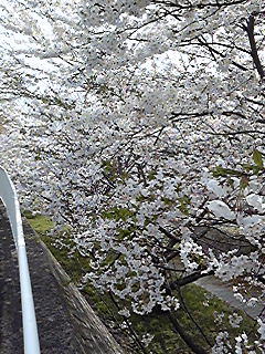 ★お花見スポット<3>★