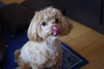 長女夫婦の愛犬♡ぽん太くん