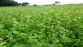 今朝の蕎麦畑④♪