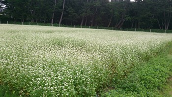 今朝の蕎麦畑④♪