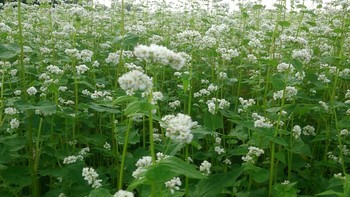 今朝の蕎麦畑④♪