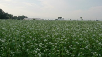 今朝の蕎麦畑④♪