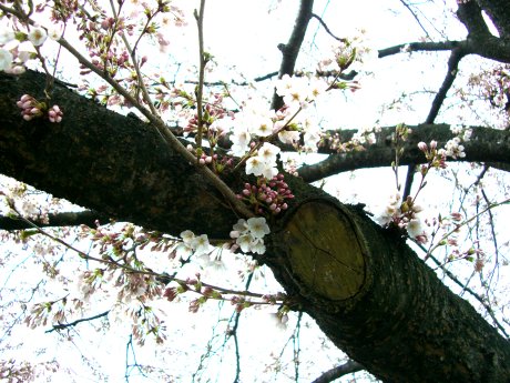 桜咲いたかな？