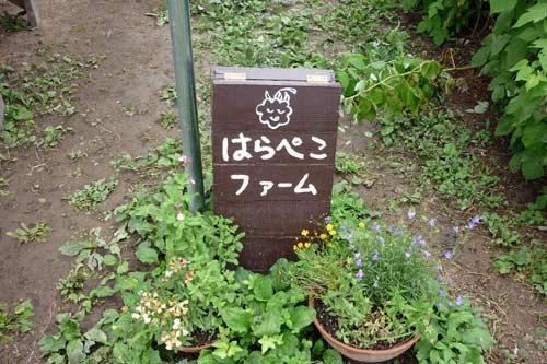 はらぺこファームさんに行って来たぇ