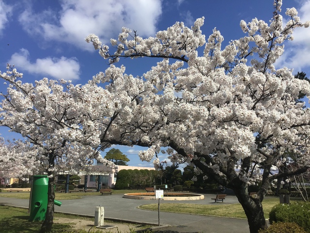 庄内町八幡公園の桜が満開です