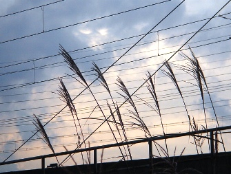 すすきと夕焼け