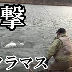 赤川サクラマスキャッチ動画
