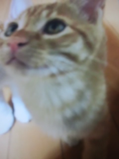 高畠まほらねこさんオーナーの怒り