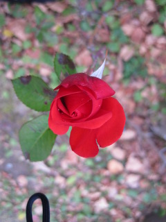 赤いバラ１１/２３撮影