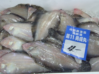 2015.10.8 酒田魚市場情報