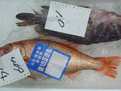 2015.10.8 酒田魚市場情報